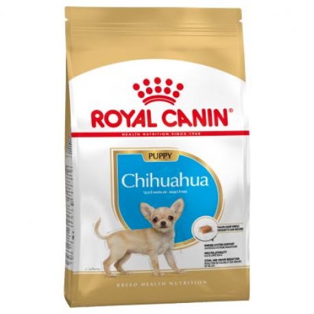 CHIHUAHUA PUPPY 1,5KG