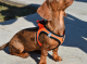 ARNES X-TRM NEO NARANJA M 45-55CM