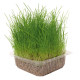 HIERBA NATURAL PARA GATOS 1UD