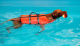 CHALECO SALVAVIDAS PARA PERROS 45cm