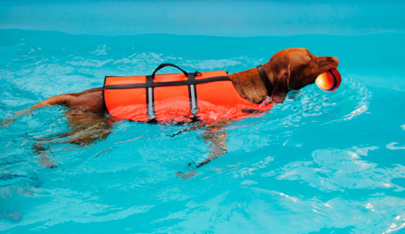 CHALECO SALVAVIDAS PARA PERROS 45cm